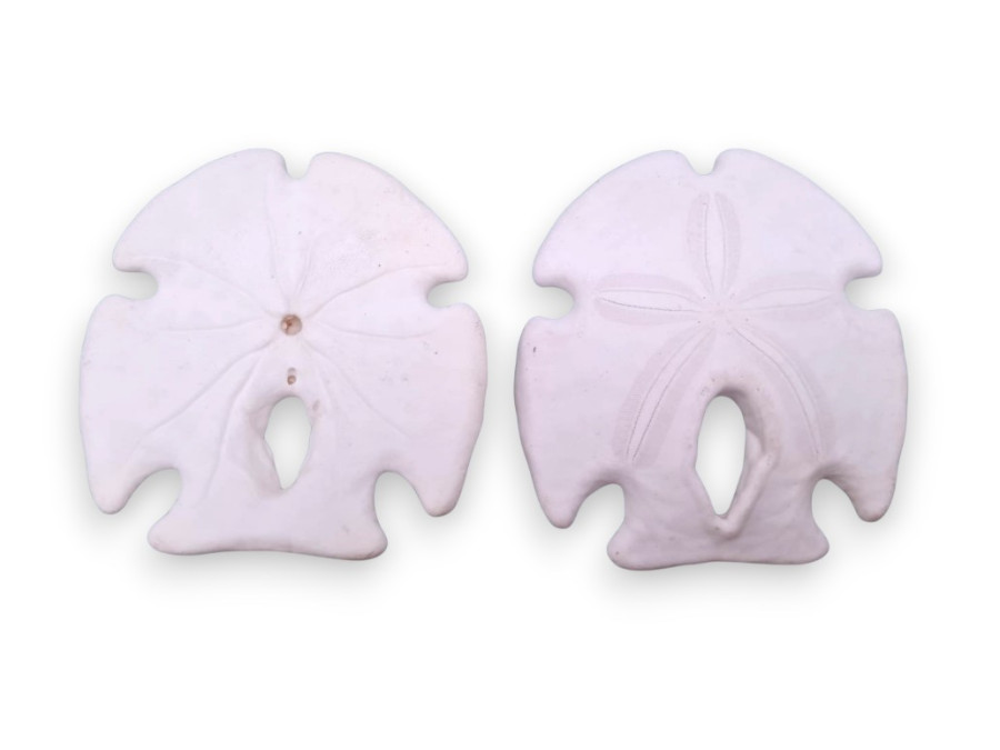 SAND DOLLAR BLCO. 9cm pack 10