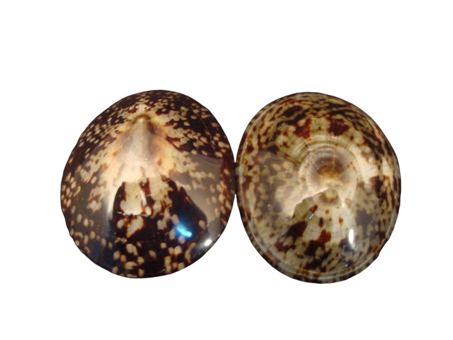 PATELLA PUILDA 05-06cm pack 50