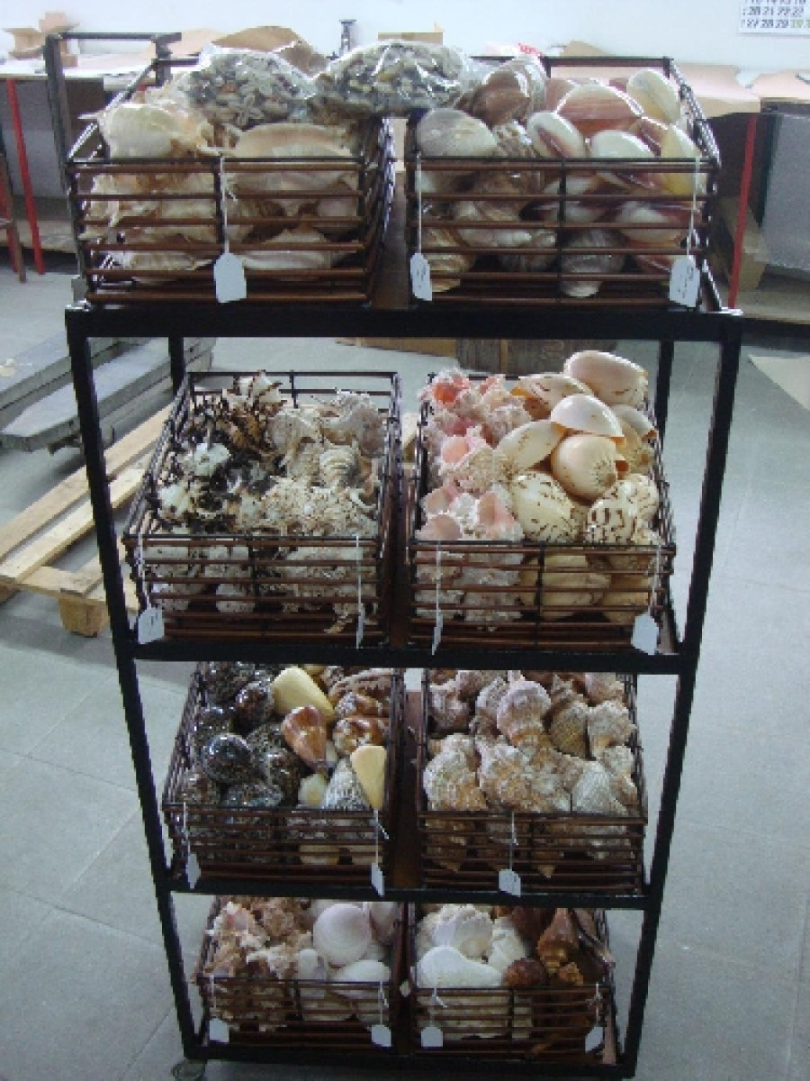 Expositor concha 1/2