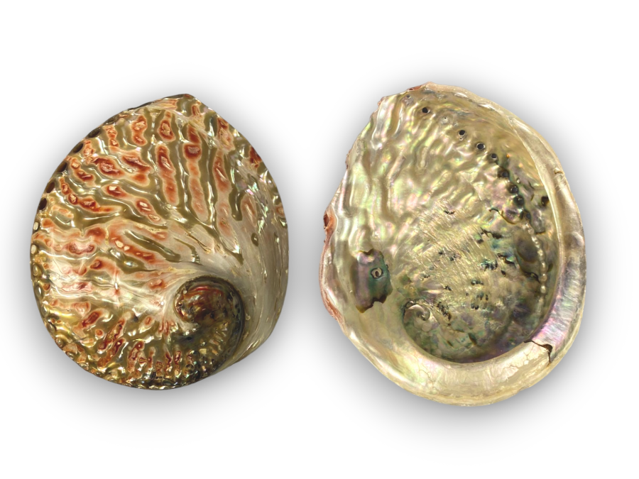 HALIOTIS MIDAE ROJO PULIDO 12cm