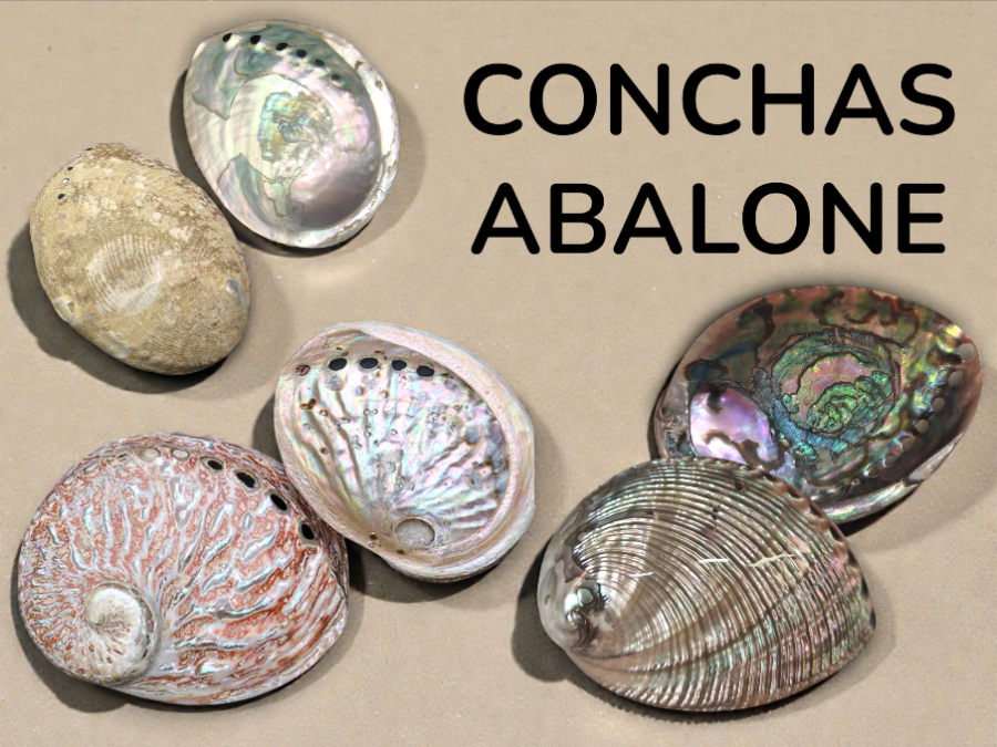 CONCHAS ABALONE