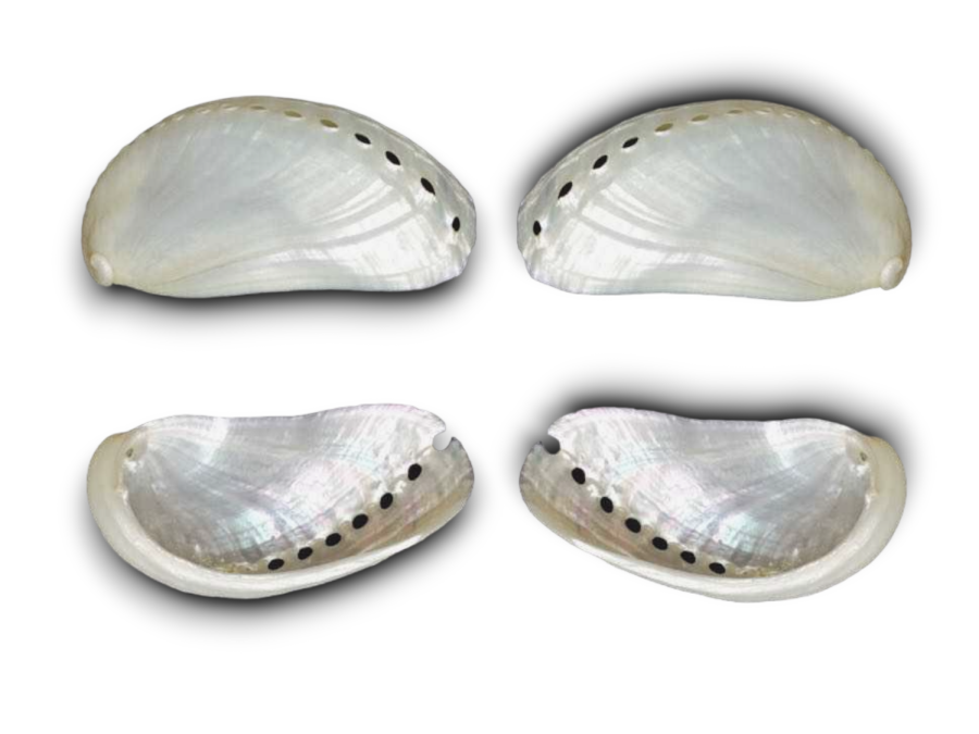 HALIOTIS ASININA NACAR 05cm pack 25