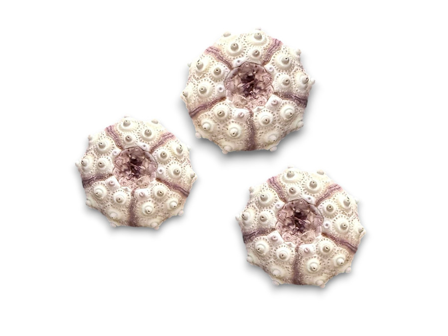 ERIZO SPUTNIK 4-5cm pack 25