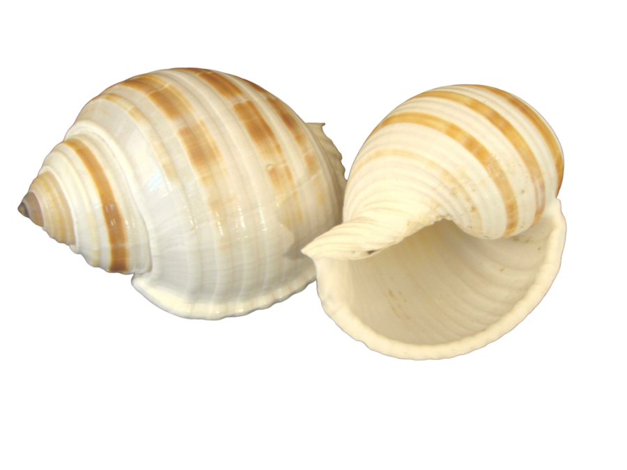 TONNA SULCOSA 10-11cm