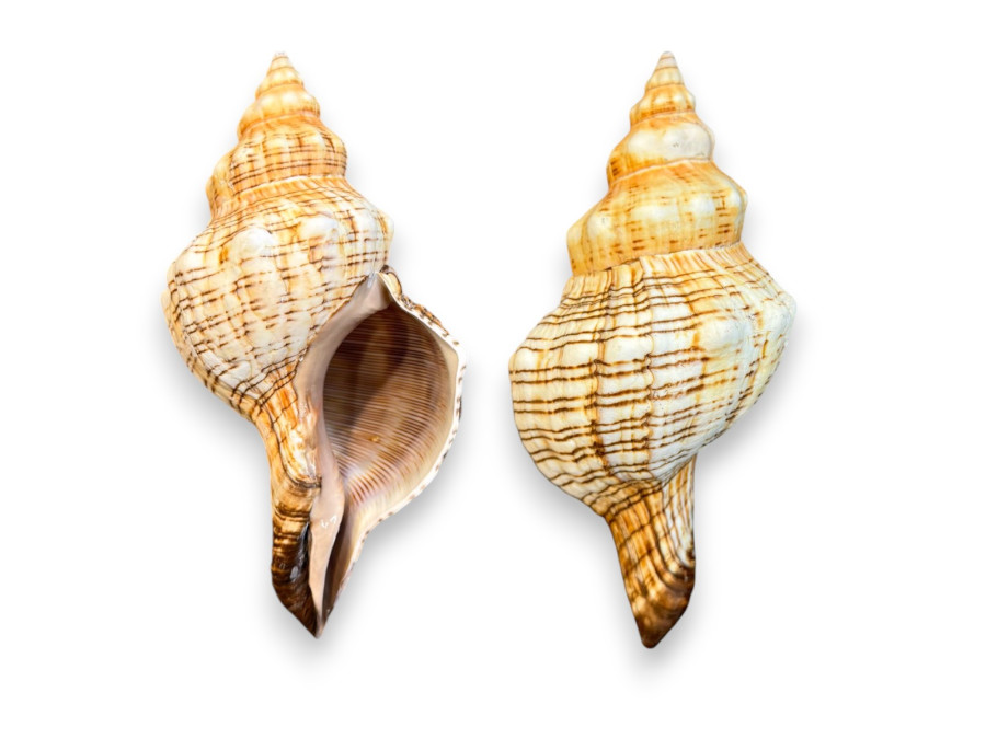 FASCIOLARIA TRAPECIUM 20cm