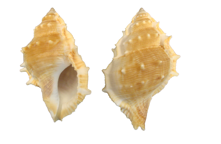 BURSA ESPINOSA 09cm pack 25