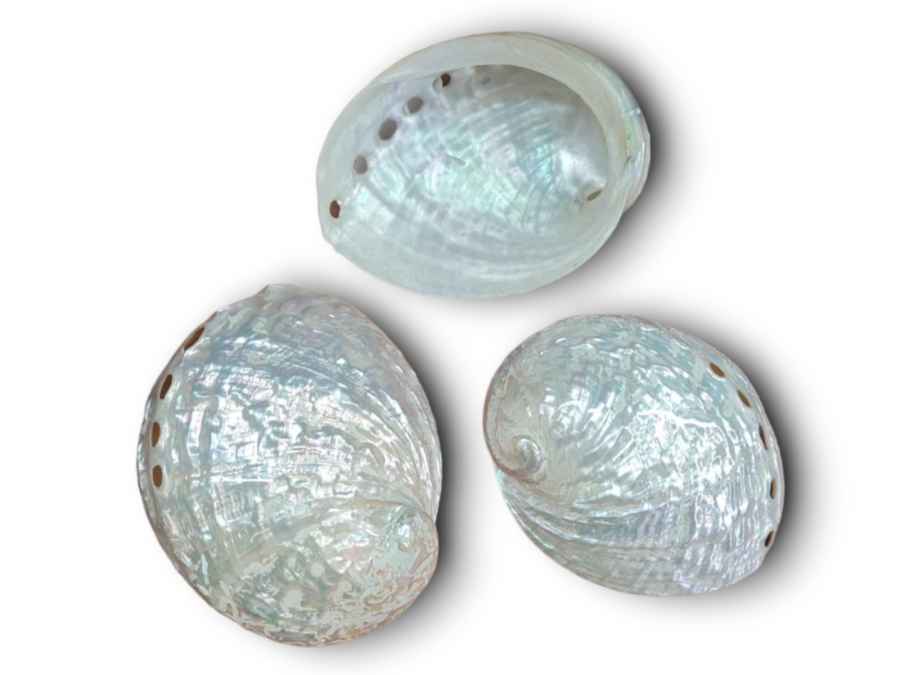 HALIOTIS ASILINUS NACAR 09cm pack 5