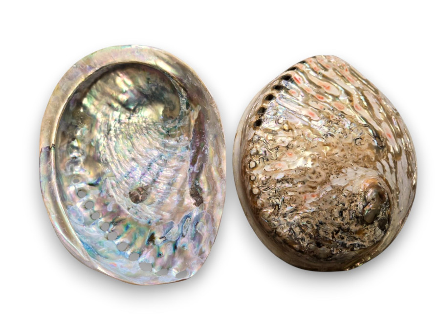 HALIOTIS MIDAE GRIS PULIDO 14cm pack 5