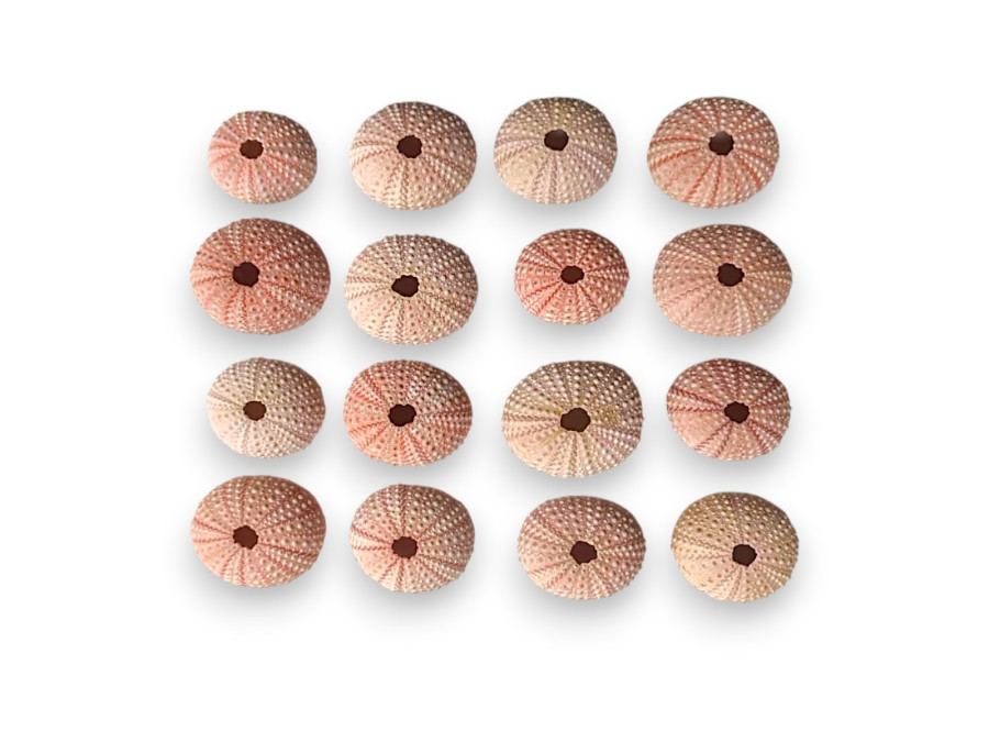 ERIZO ROSADO 05cm (bolsa 25 und)