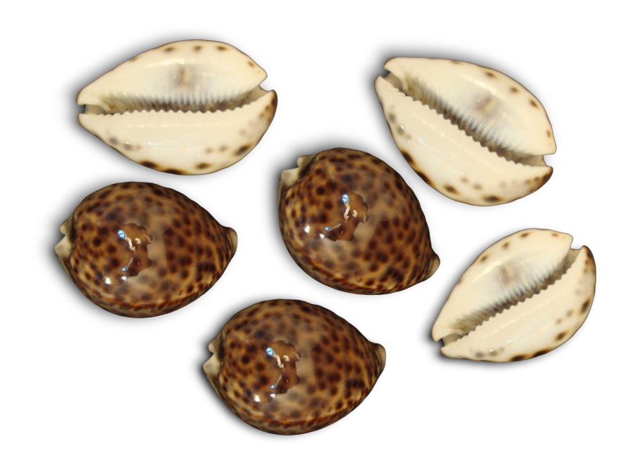 CYPRAEA TIGRIS
