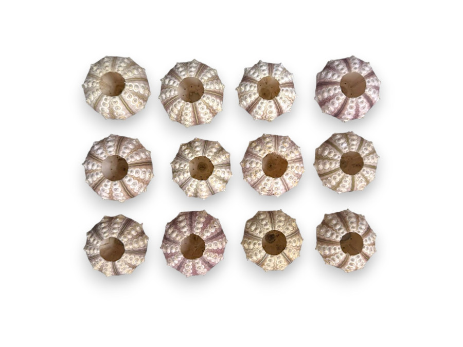 ERIZO SPUTNIK 4-5cm pack 25