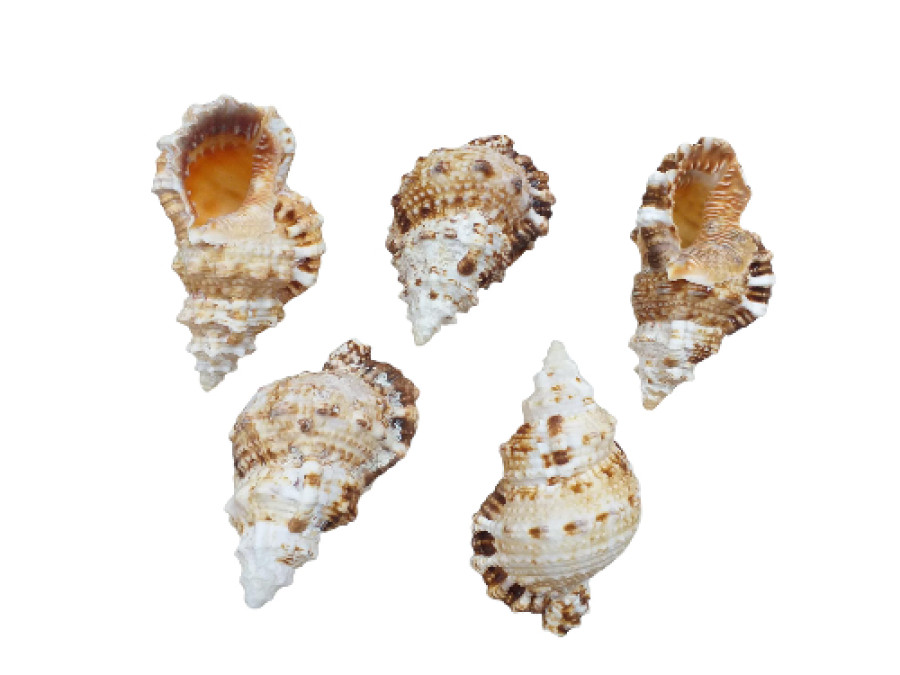 BURSA RUBITA 09cm pack 25