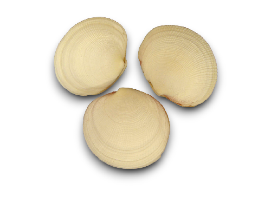 CLAM TIGRINA NATURAL 09cm pack 25