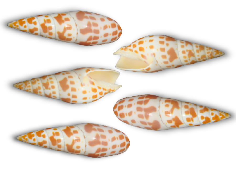 MITRA EPISCOPALIS 10-11cm pack 25