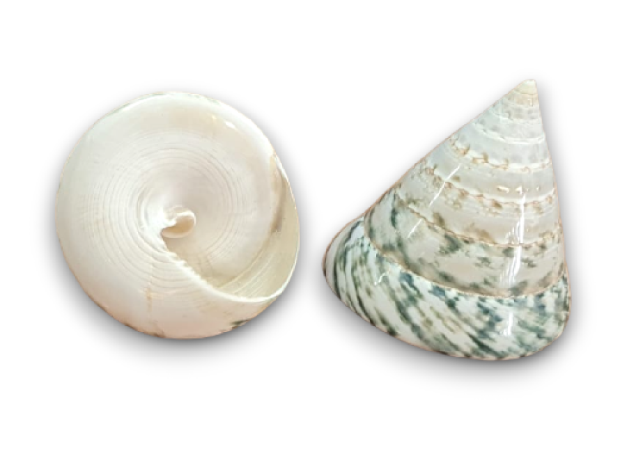 TROCHA VERDE PULIDA 06cm pack 25