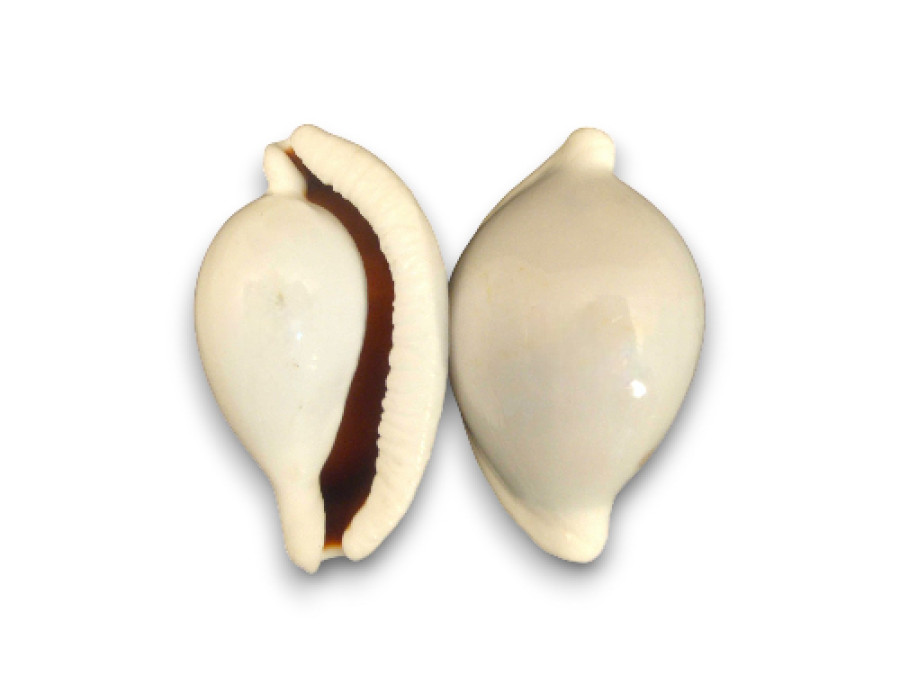 CYPRAEA OVULA OVUM 08cm pack 25