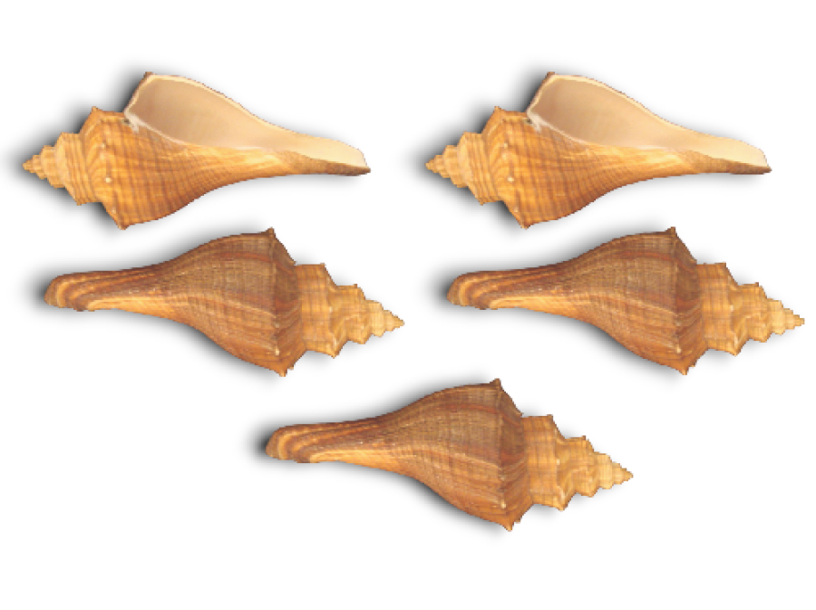 MELONGENA TERNATA 12-15cm pack 25