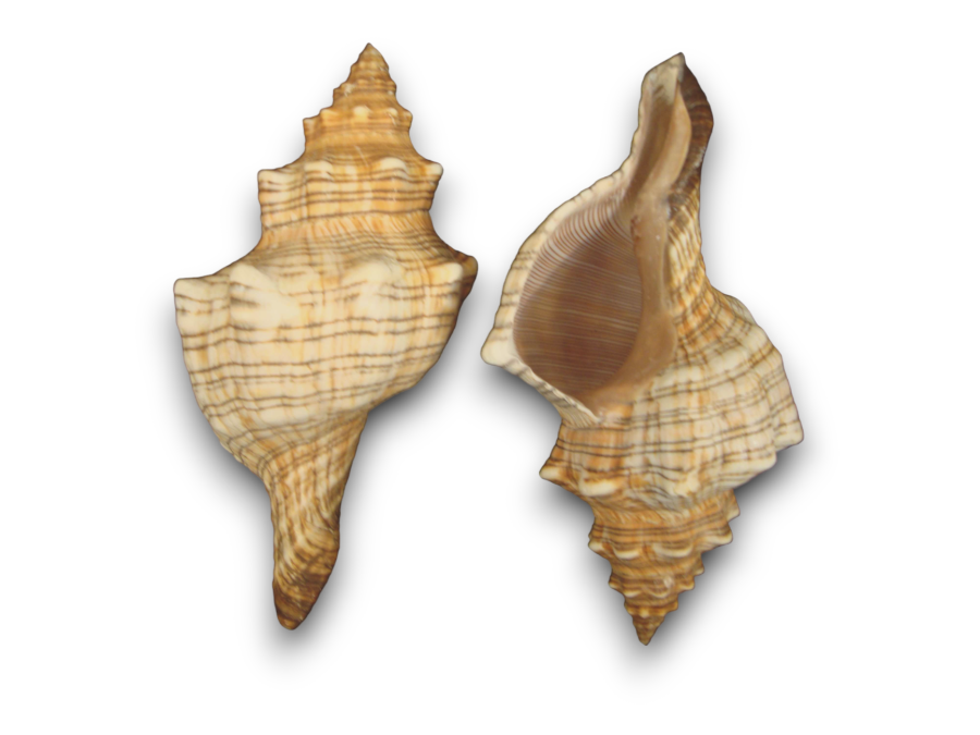 FASCIOLARIA TRAPECIUM 20cm