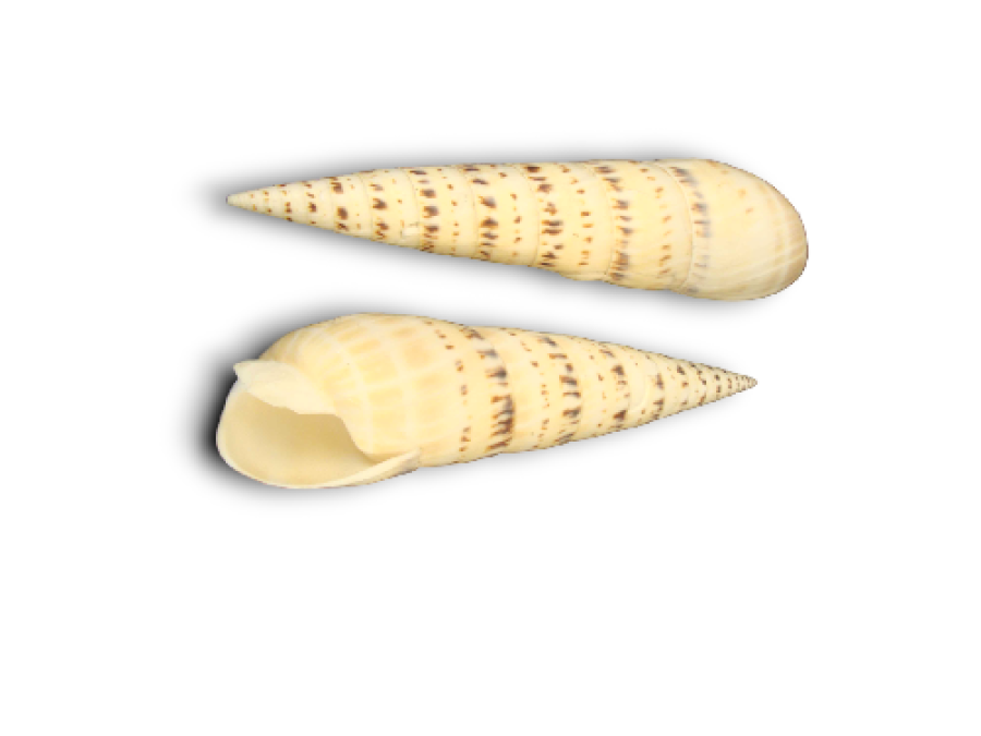 TEREBRA MACULATA 14-15cm pack 6