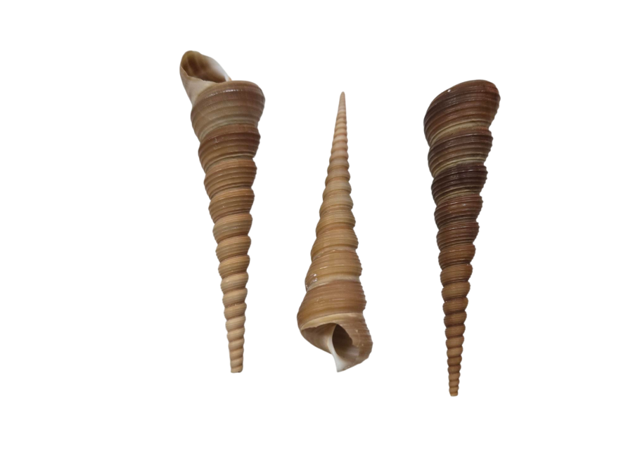 TEREBRA TURRITELLA 10-12cm pack 25