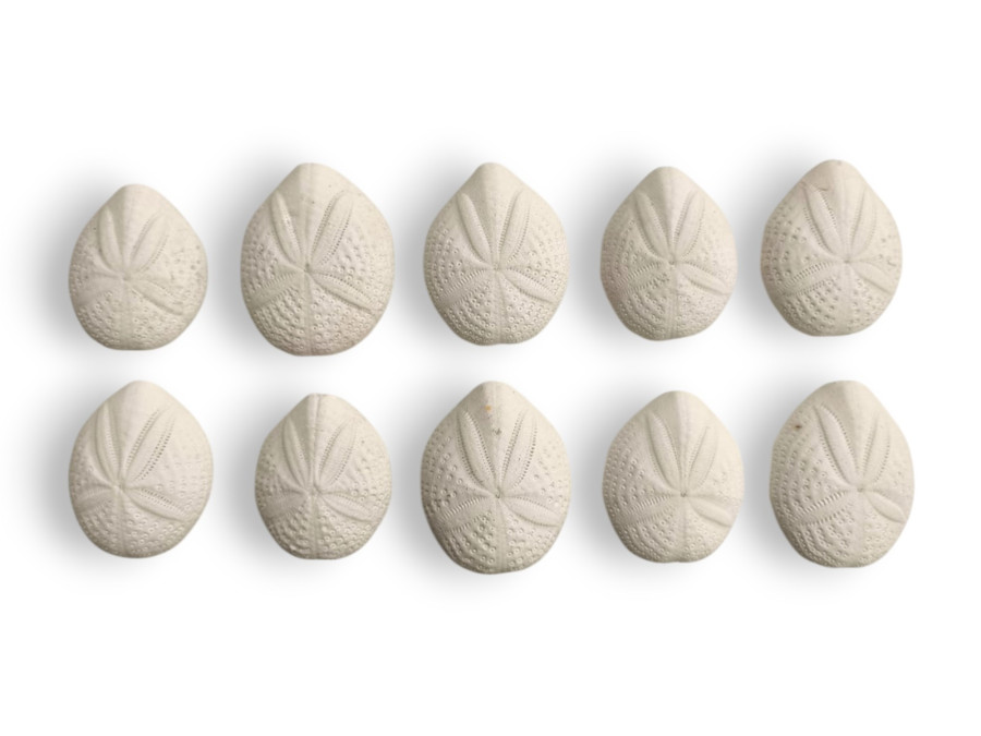 ERIZO BISCUIT 05cm pack 25