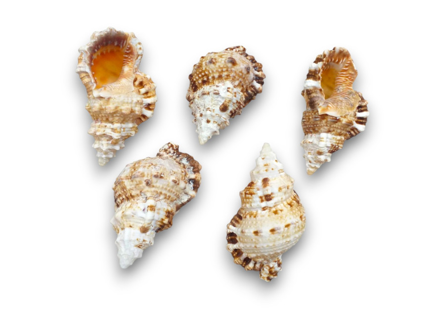 BURSA RUBITA 09cm pack 25