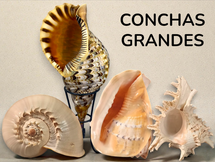 CONCHAS GRANDES