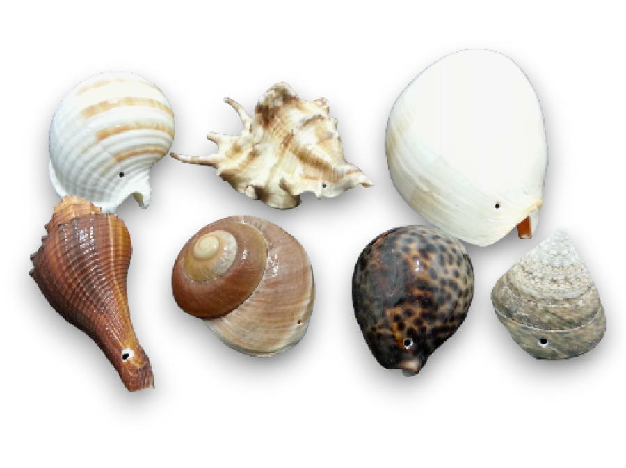 CONCHAS CON AGUJERO SUELTAS