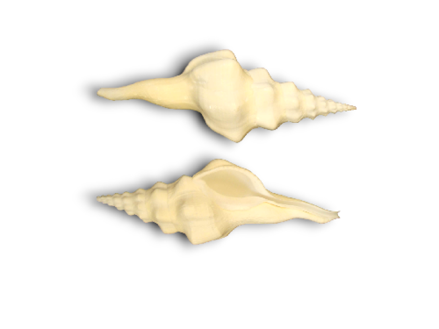 FUSINUS UNDATUS 15cm pack 12