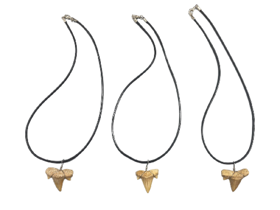 COLGTE.CA-22315 FOSIL SHARK