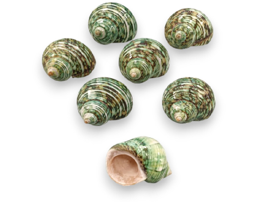 TURBO TURQUESA 06cm pack 25