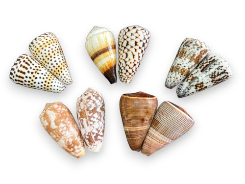 CONUS VARIADOS 07-08cm pack 25