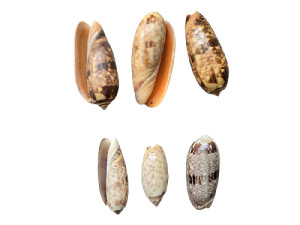 OLIVA MINEACEA pack 25