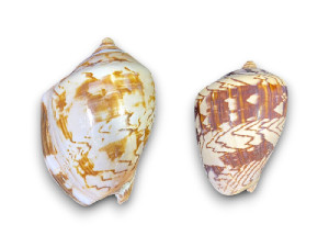 VOLUTA NOBILIS