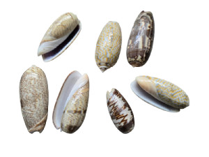 OLIVA AFRICANA pack 25