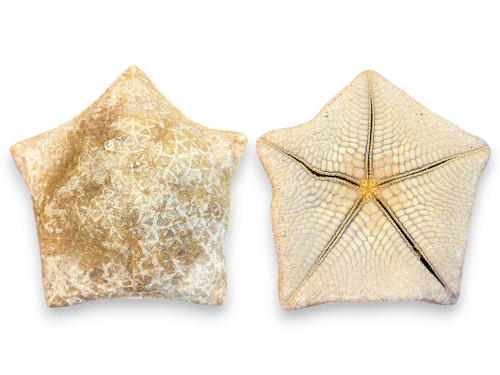 ESTRELLA CAKE 20-24 cm