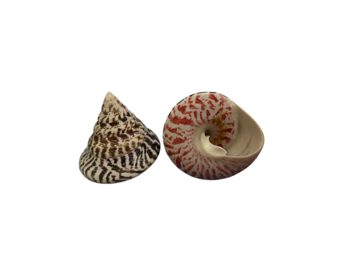 TROCHA VERDE MALE 10-12cm