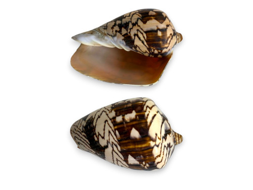 VOLUTA NOBILIS 09-10cm Pack 25