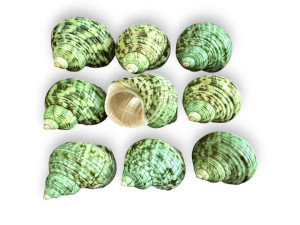 TURBO TURQUESA NATURAL 06cm pack 25