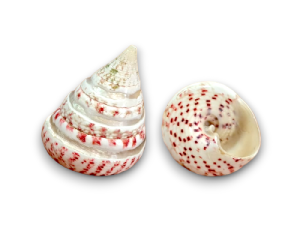 TROCHA ROSA BANDET 05cm pack 25