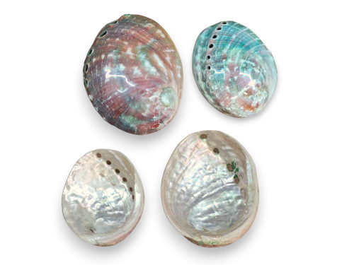 HALIOTIS ASILINUS PULIDO 09cm pack 5