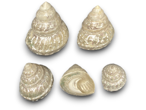 ASTREA UNDOSA NACAR