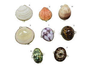MONEDEROS CONCHAS
