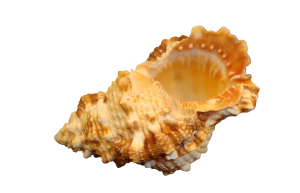 BURSA RUBITA XL pack 25