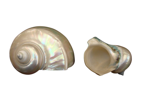 TURBO MARMORATUS NACAR