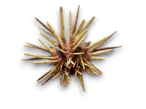 ERIZO SPUTNIK 12-15cm