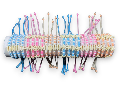 Y.P.MA-26104 BEADS+ESTRELLA/BEADS SHELLS 3 colors pack 24