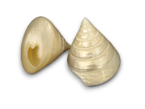 TROCHA NACAR 06cm pack 25