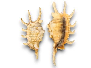 LAMBYS SCORPIO 09-10cm pack 25