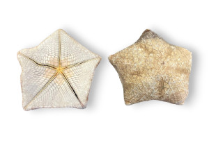 ESTRELLA CAKE 20-24 cm